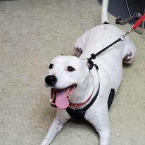 Elizabethton Veterinary Clinic