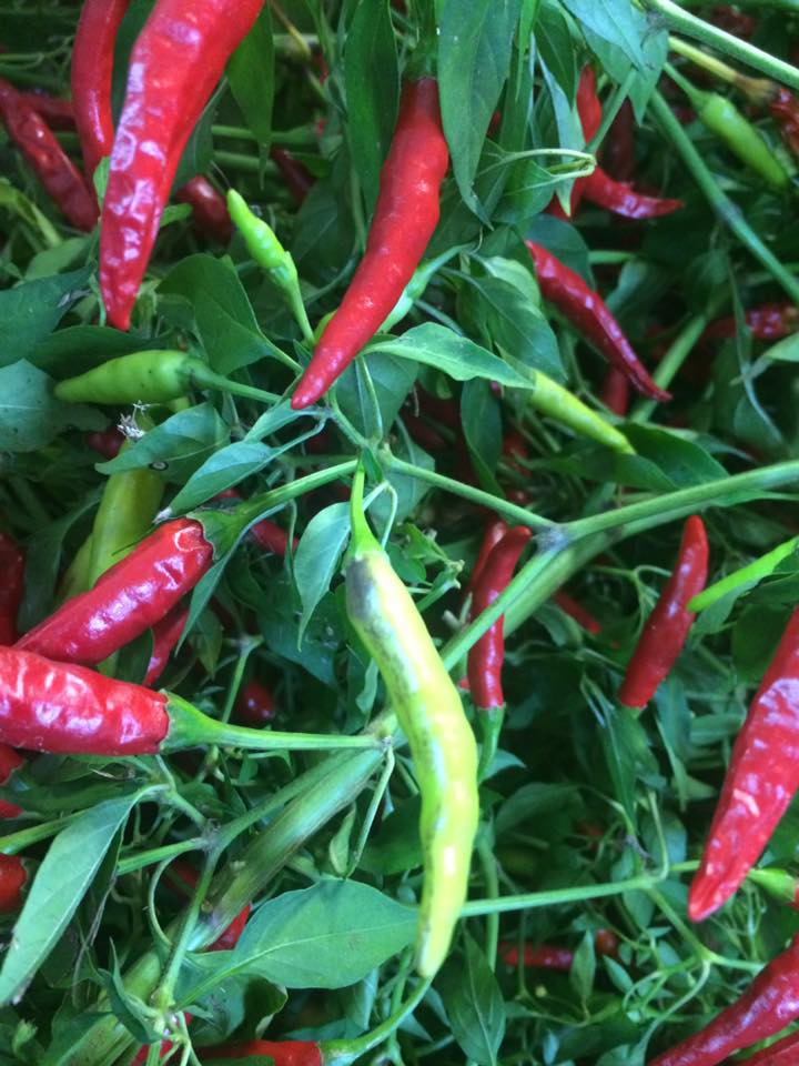 Monsoon Thai & Exotic Foods