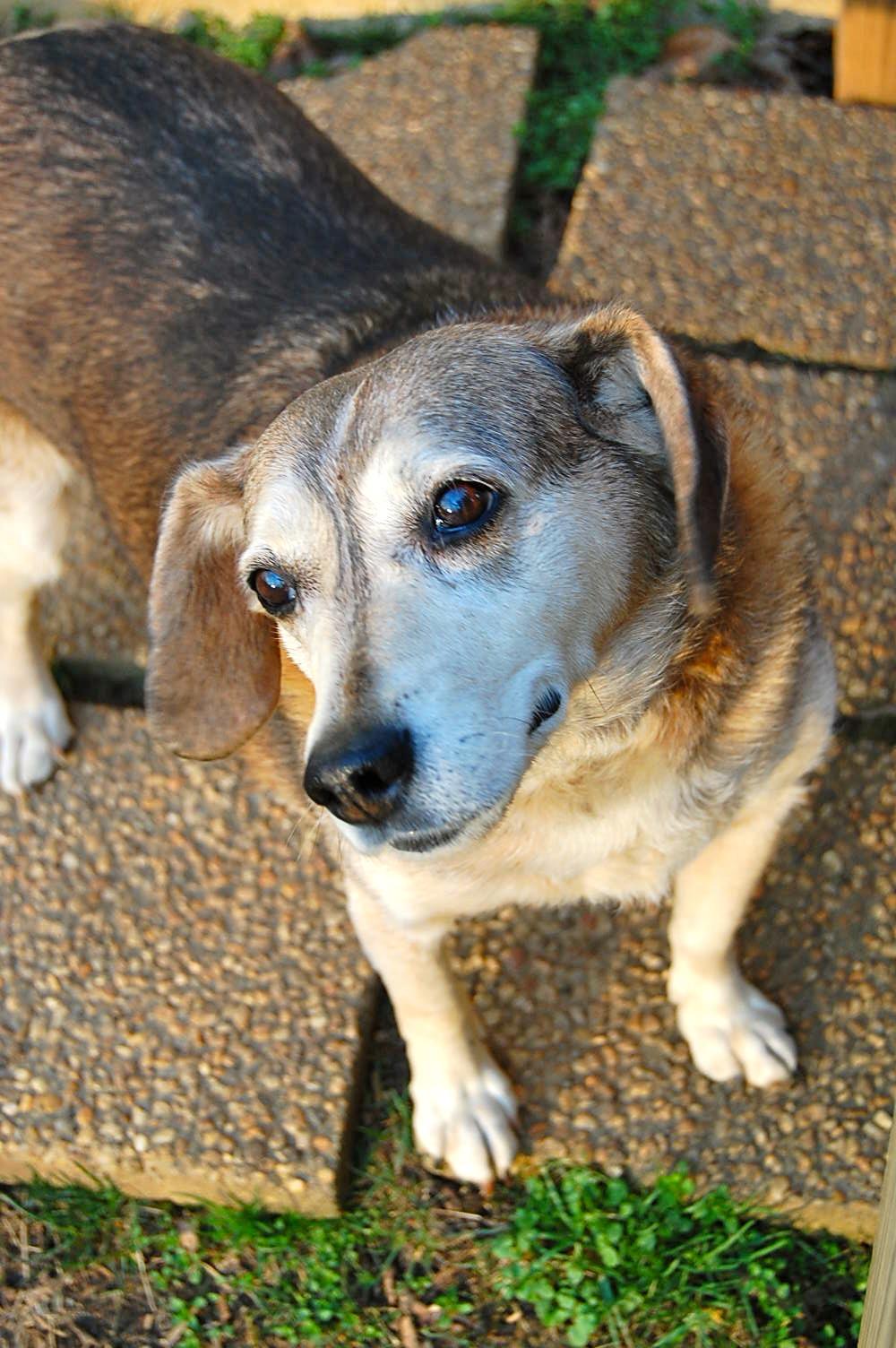 Pinecrest Veterinary Clinic