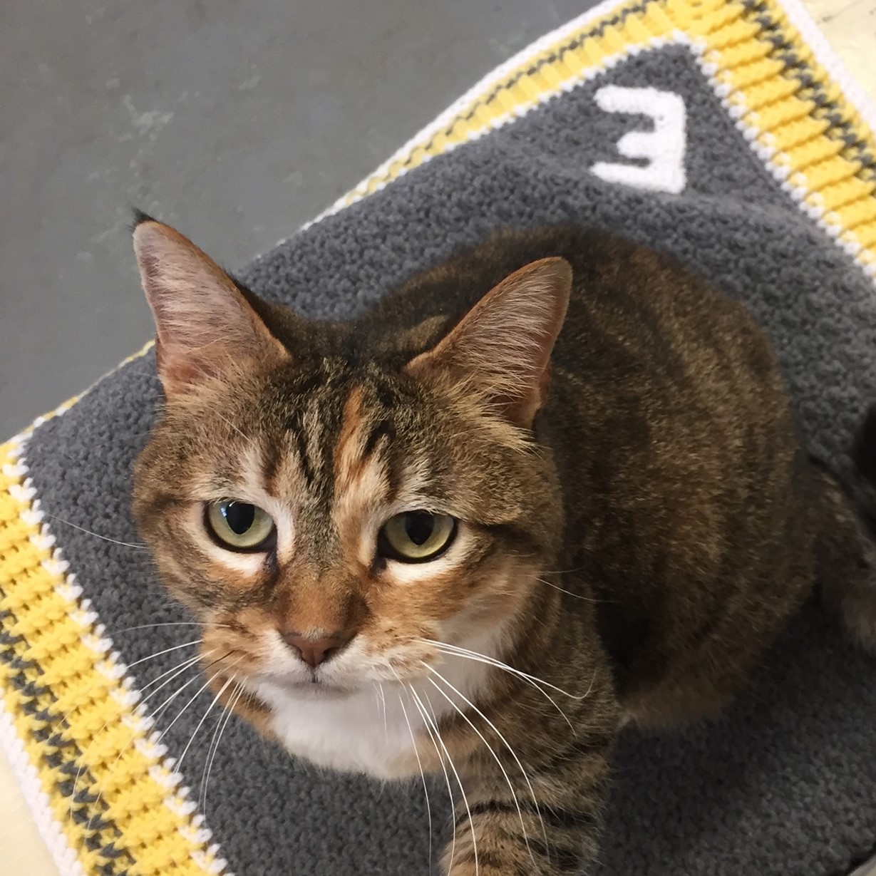 Roan Mountain Animal Hospital