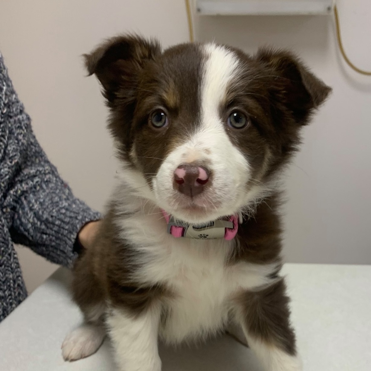 Roan Mountain Animal Hospital