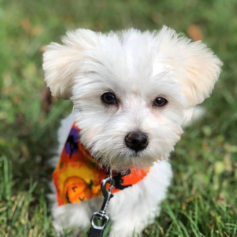 Roan Mountain Animal Hospital