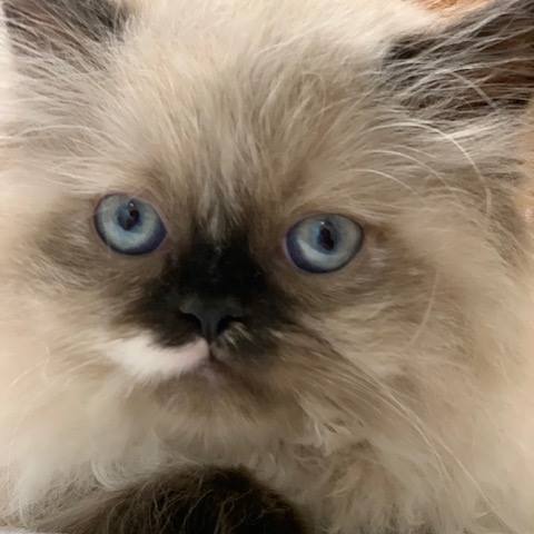 Roan Mountain Animal Hospital