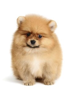 Silver Clipper Pet Grooming & Boarding