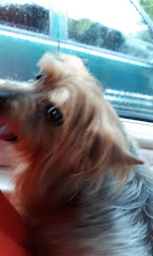 Silver Clipper Pet Grooming & Boarding